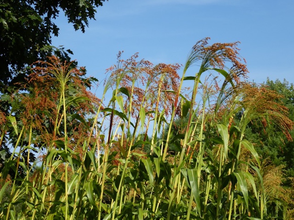 Iowa Red Solstice Seeds
